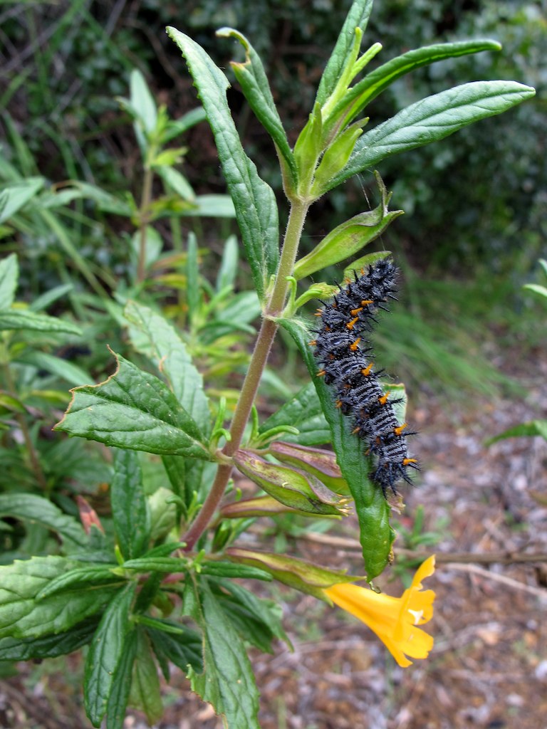 stanfordjrbp's tweet photo. The #Chalcedon #checkerspot  #butterfly larvae will emerge from eggs and feed/live on host plants like #stickymonkeyflower  (#Diplacus #aurantiacus). After moving to a more secluded site, #larvae enter #diapause, emerging between early spring with #pupation in April. #chrysalis https://t.co/gl8GqvN8Vj