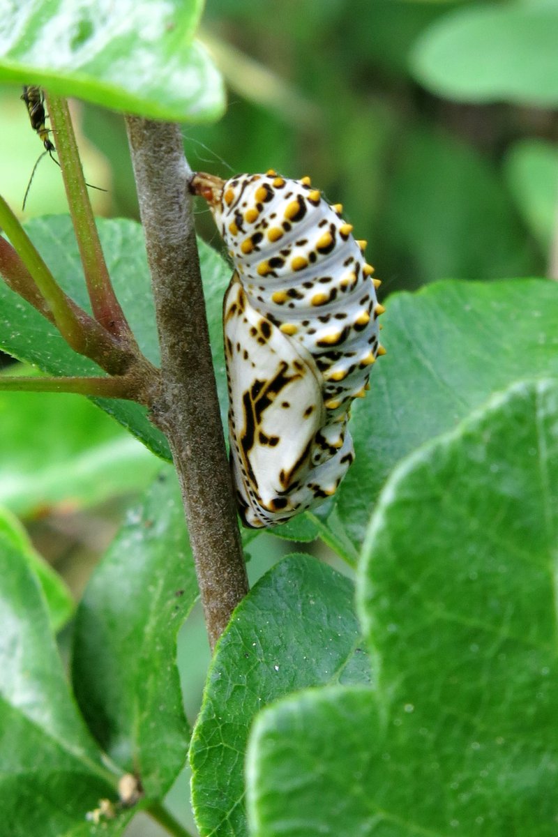 stanfordjrbp's tweet photo. The #Chalcedon #checkerspot  #butterfly larvae will emerge from eggs and feed/live on host plants like #stickymonkeyflower  (#Diplacus #aurantiacus). After moving to a more secluded site, #larvae enter #diapause, emerging between early spring with #pupation in April. #chrysalis https://t.co/gl8GqvN8Vj
