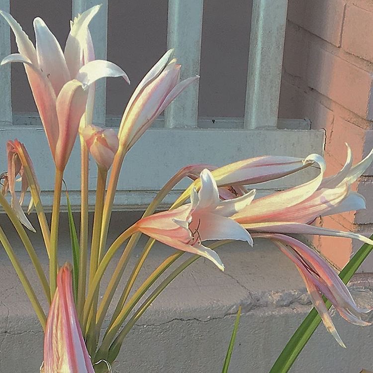 ៵ 🌷👰🏻 、🩹  ﾟ𓐄 ୧