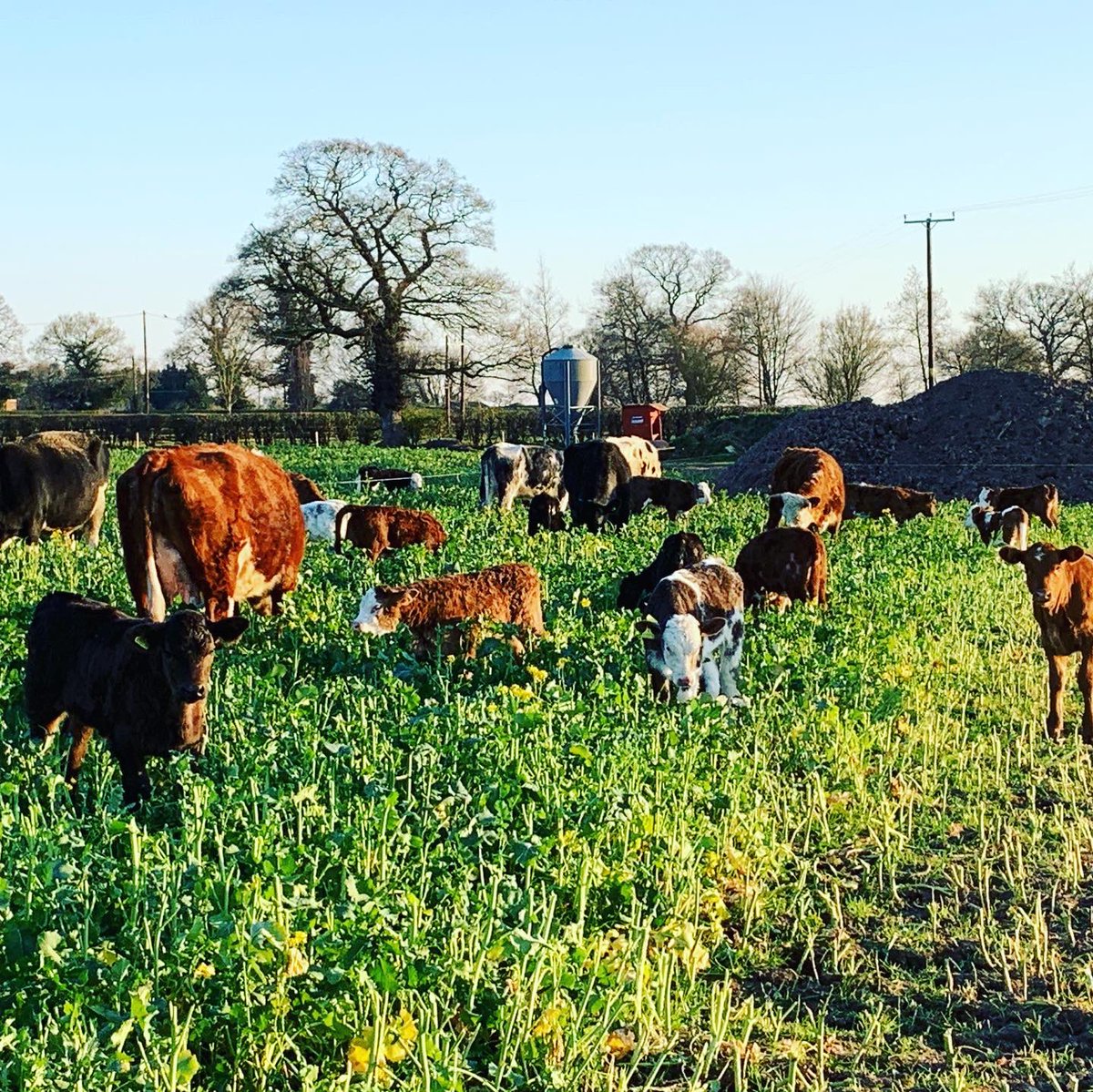 1_stevejohnson's tweet photo. I think self-isolation would be incredibly difficult if we didn't have all the animals to look after #feedthenation #keepbritainfarming #calvingseason2020 #calving2020 #limousin #simmental #herefordcattle #covid19 #utkinton #tarporley #rose_farm_shop #limousincattle #stayhome https://t.co/I3wYkhEDV5
