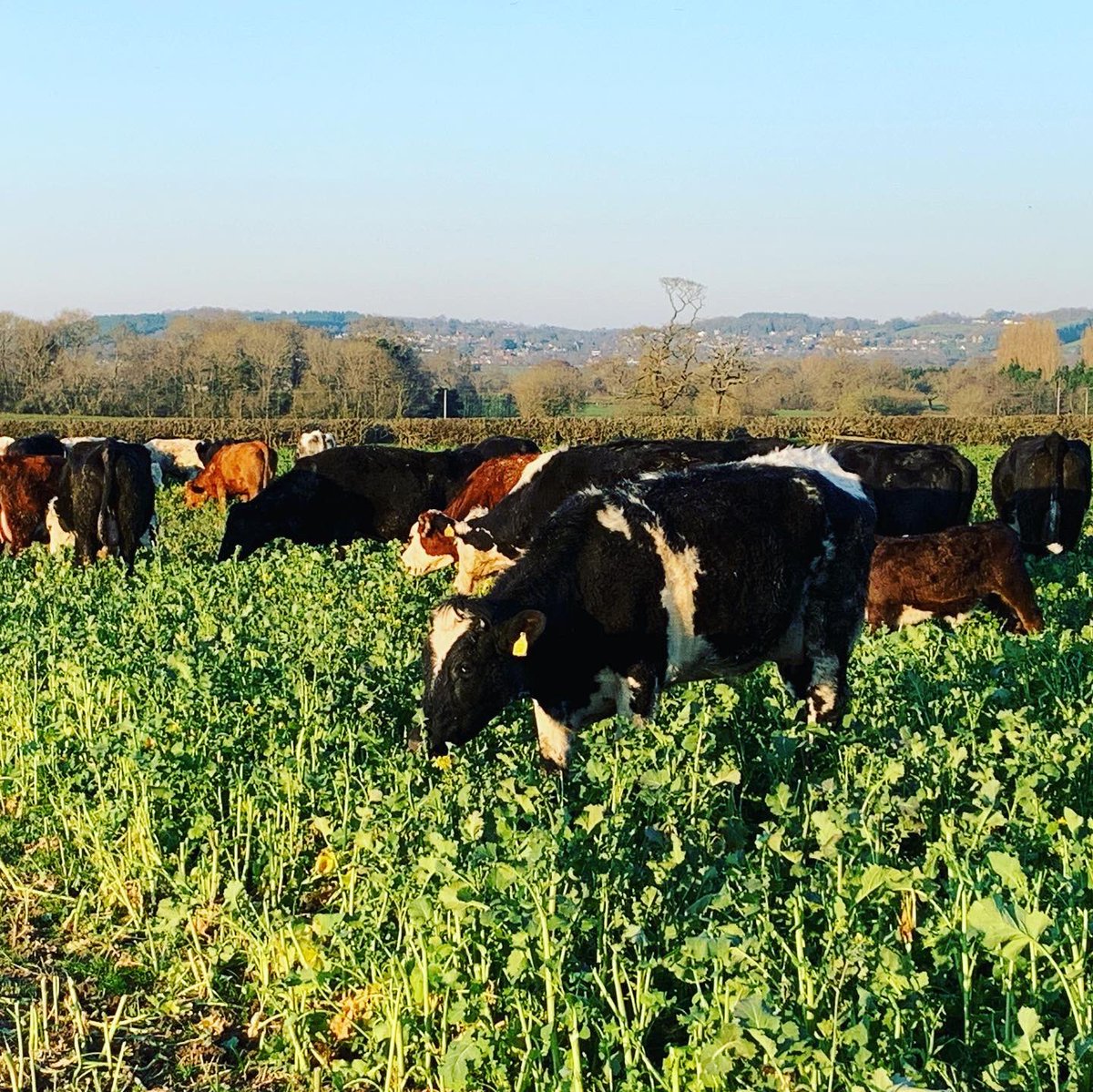 1_stevejohnson's tweet photo. I think self-isolation would be incredibly difficult if we didn't have all the animals to look after #feedthenation #keepbritainfarming #calvingseason2020 #calving2020 #limousin #simmental #herefordcattle #covid19 #utkinton #tarporley #rose_farm_shop #limousincattle #stayhome https://t.co/I3wYkhEDV5