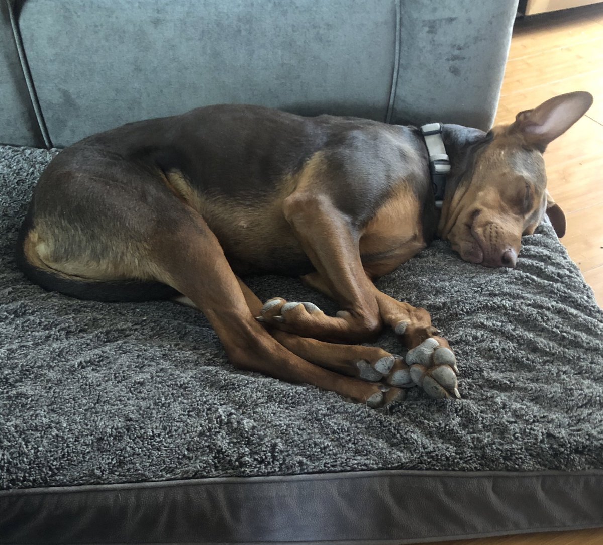 ERuns's tweet photo. @Andy_Lindahl @DenverDumbFFFL We got this big lump from @HSPPR and couldn’t be happier. #ResuceDogs https://t.co/qQqJq2NUNh