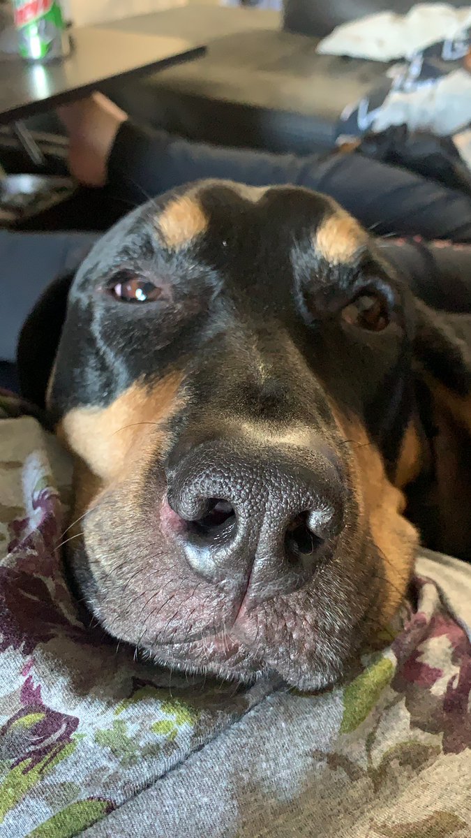 Watching <a href="/GovAndyBeshear/">Governor Andy Beshear</a> and his daily update... had the weird feeling I was being watched, but I knew it wasn't Ru because he was snoring. I was wrong #HealthyAtHome #snoringathome #TeamKentucky #bassetlove