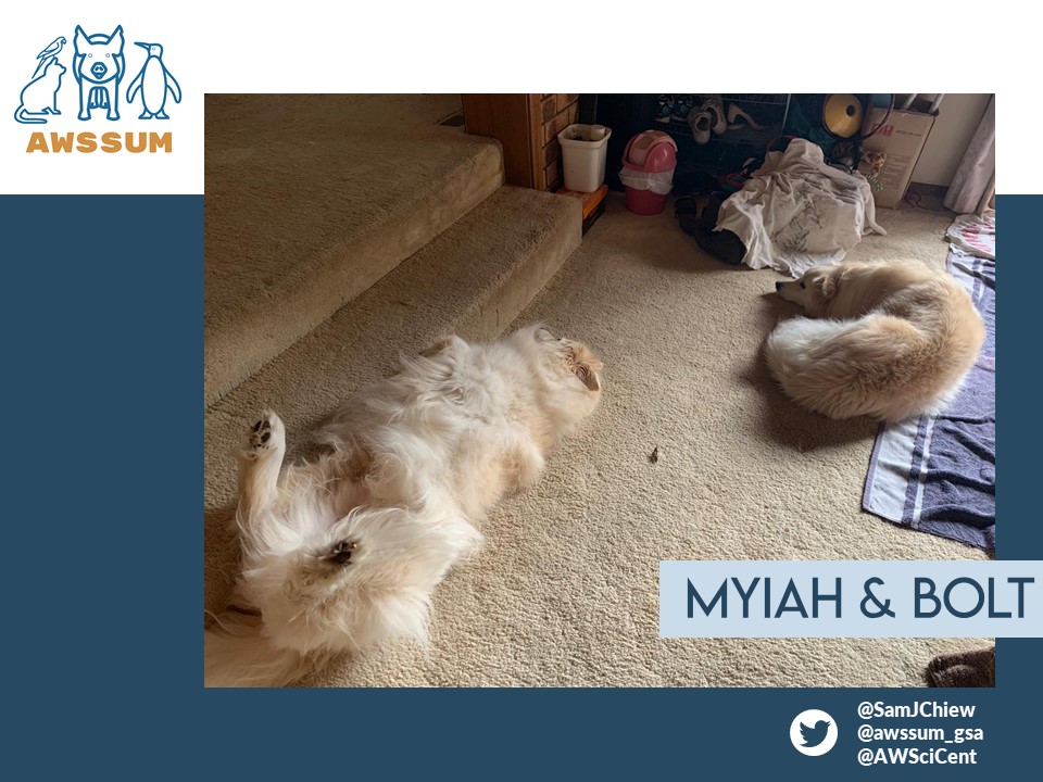 awssum_gsa's tweet photo. Monday morning vibes are brought to you by @SamJChiew's coworkers, Myiah and Bolt, who are always sleeping on the job! https://t.co/3opfb4NjmA