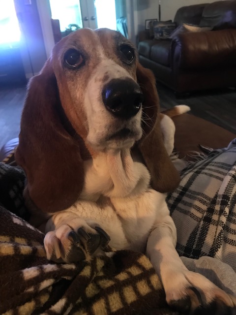We need a little humor right now and our basset hound Sydney has it!
 thehomeboundhound.com…/a-spoon-full-of-sugar-not-…/
<a href="/Andy/">Andy Cohen</a> maybe RHONY's namesake Ramona can help! <a href="/ramonasinger/">Ramona Singer</a>