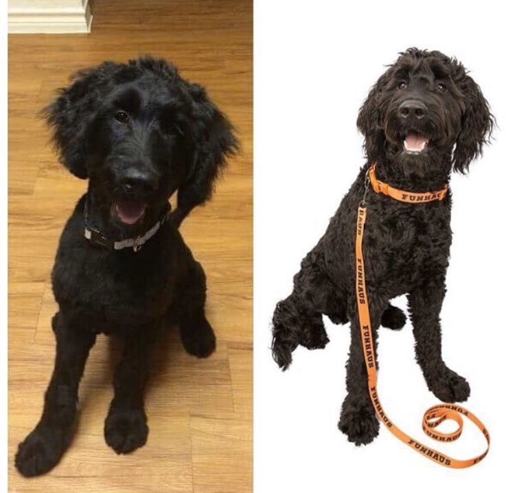 shawnmbarnett's tweet photo. Crazy that Seymour turns 4 today! From a fluffy pupper to dog model to distinguished gentleman, he’s been a rock for us these last 4 years. Happy birthday, bear! 🐶🐶 #goldendoodle https://t.co/wDEyAi965y