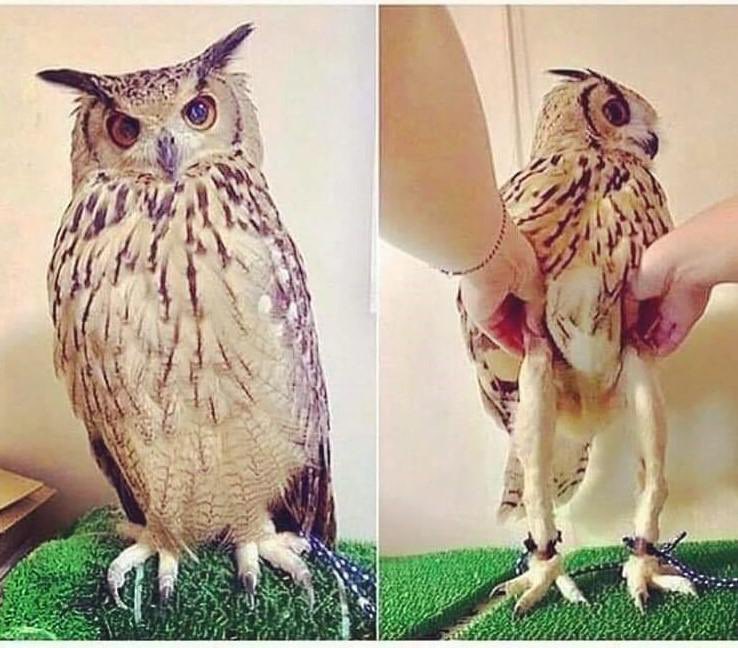 Owls Have Long Legs Goodbye - Meme - Shut Up And Take My Money