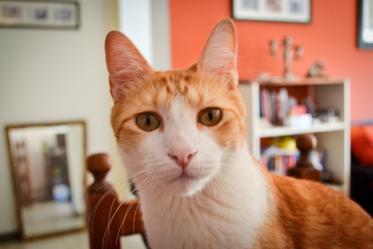 PuercaPocilga's tweet image. Tengo la sensación de que el gato ya no nos aguanta más.