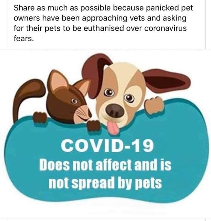 Protect_Wldlife's tweet photo. Please RT:

FACT: You can NOT get #coronavirus from your pets. People are dumping their animals at shelters out of ignorance and fear. 

PLEASE share as much as possible. https://t.co/eNEmgLWjQh