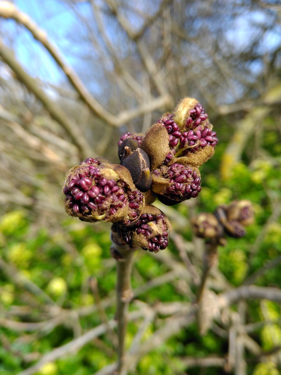 SusanGantlett's tweet photo. Not quite in flower yet but nearly there, Ash tree, Fraxinus excelsior. And not quite a tree, but in flower with bonus Small Tortoiseshell butterfly, Blackthorn, Prunus spinosa, Cley, Norfolk. #wildflowerhour #treesinflower @BSBIbotany https://t.co/5P4Cmb3cbm