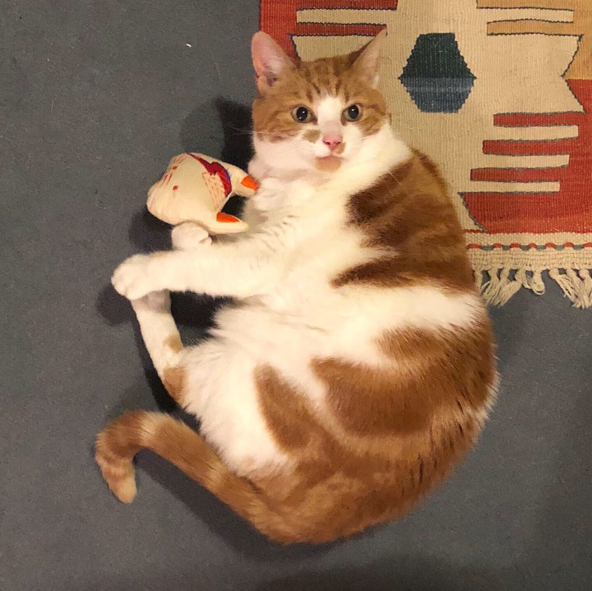 MeteAtature's tweet image. Tonight, #Mietziko is spending some quality time with David Meowie!

David Meowie is from the Etsy shop FreakMEOWt @freak_meowt ☺️🐈

#catsofinstagram #isolationexercises