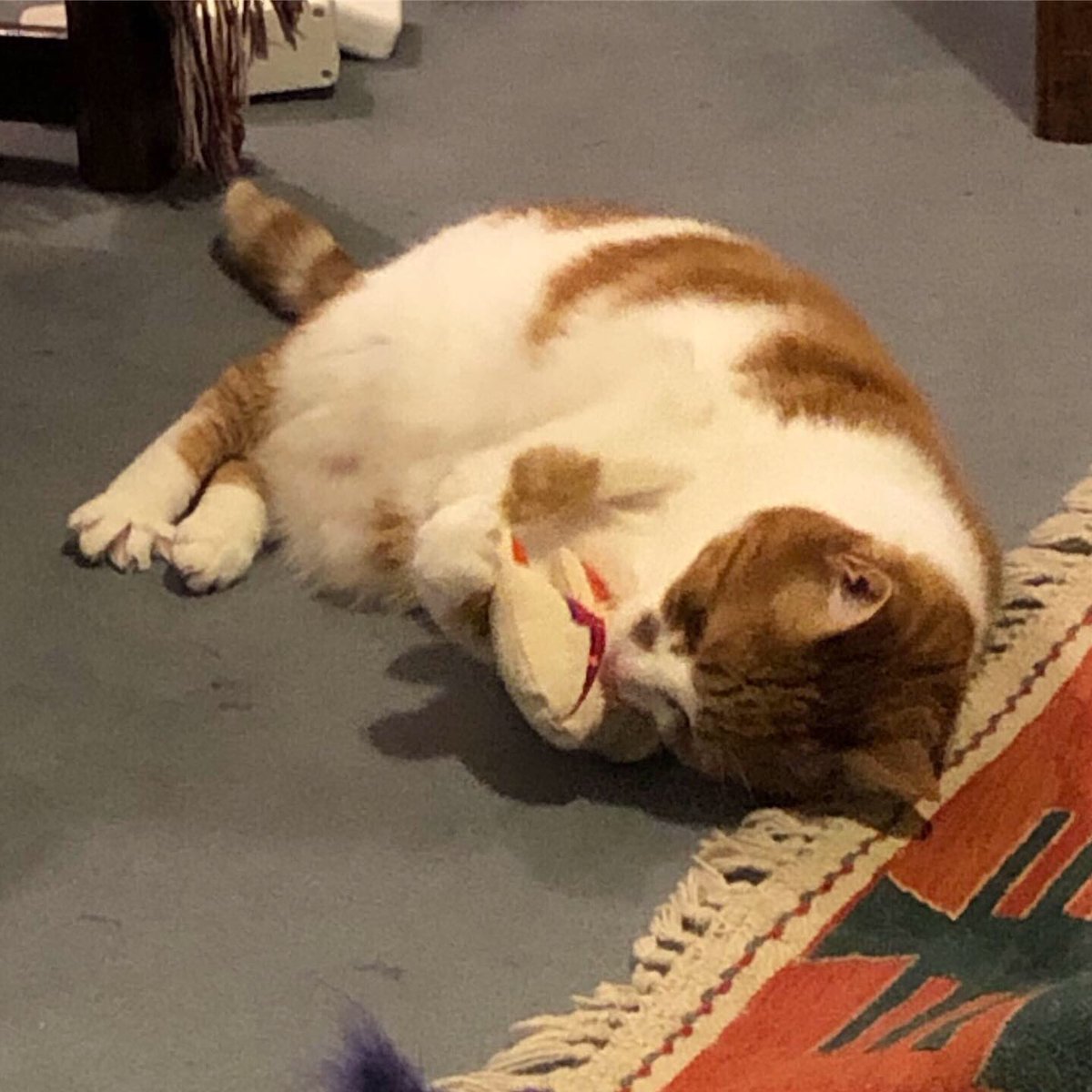 MeteAtature's tweet image. Tonight, #Mietziko is spending some quality time with David Meowie!

David Meowie is from the Etsy shop FreakMEOWt @freak_meowt ☺️🐈

#catsofinstagram #isolationexercises