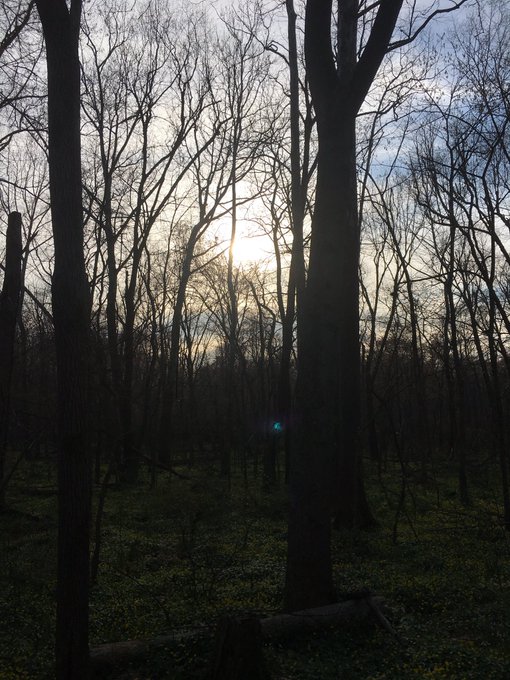 's Media: Sunset through the trees at Lake Accotink Park #trailrunning #marathontrainging https://t.co/xcuwJl 's Media: Sunset through the trees at Lake Accotink Park #trailrunning #marathontrainging https://t.co/xcuwJl