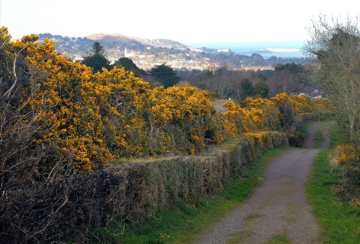 JohnC1809's tweet photo. Lots of yellow #Gorse & #MarshMarigold on today's #HikefromHome along the #DublinMountainsWay to #RathMichaelWoods above #Shankill. #2kmfromhome #SocialDistancing #Furze #Whin @DubMountains @dlrheritevents https://t.co/OJCYA0acSn