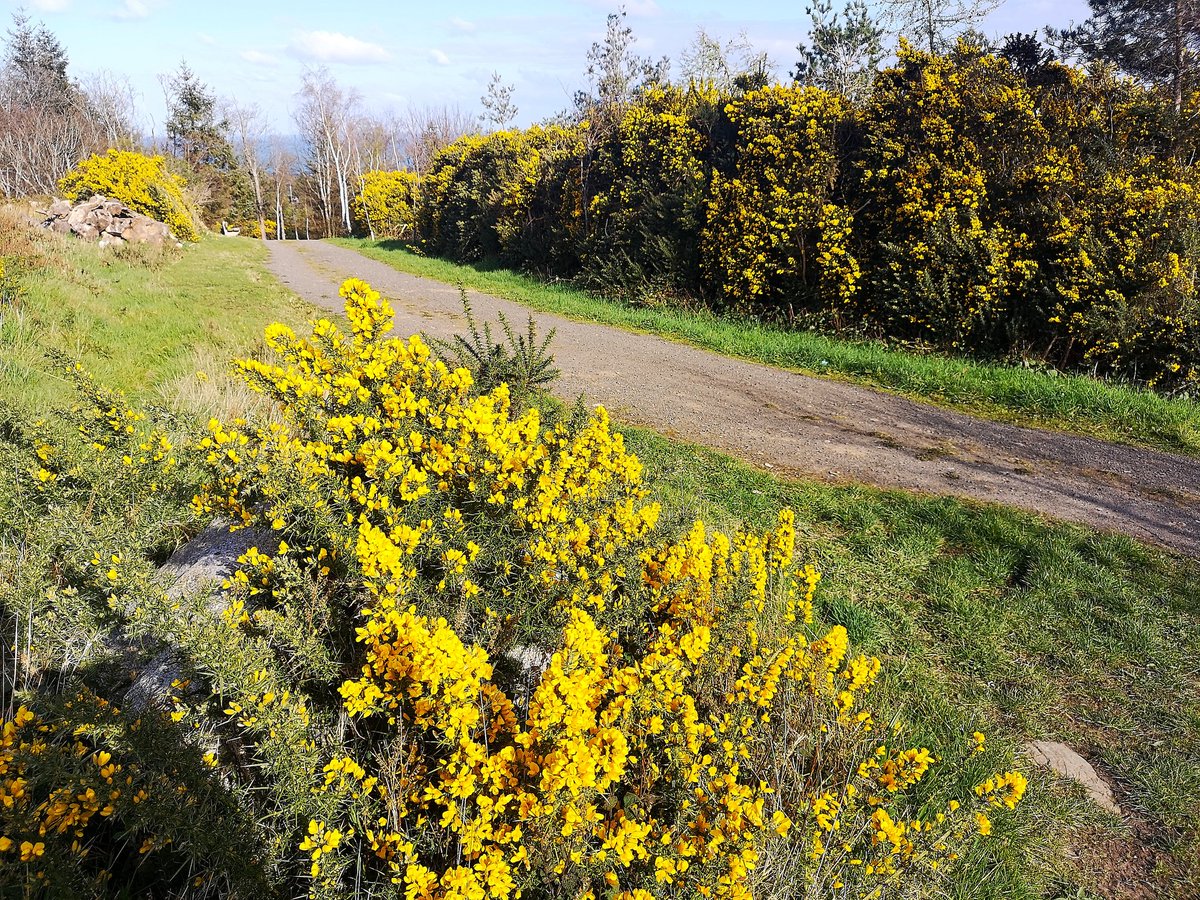 JohnC1809's tweet photo. Lots of yellow #Gorse & #MarshMarigold on today's #HikefromHome along the #DublinMountainsWay to #RathMichaelWoods above #Shankill. #2kmfromhome #SocialDistancing #Furze #Whin @DubMountains @dlrheritevents https://t.co/OJCYA0acSn