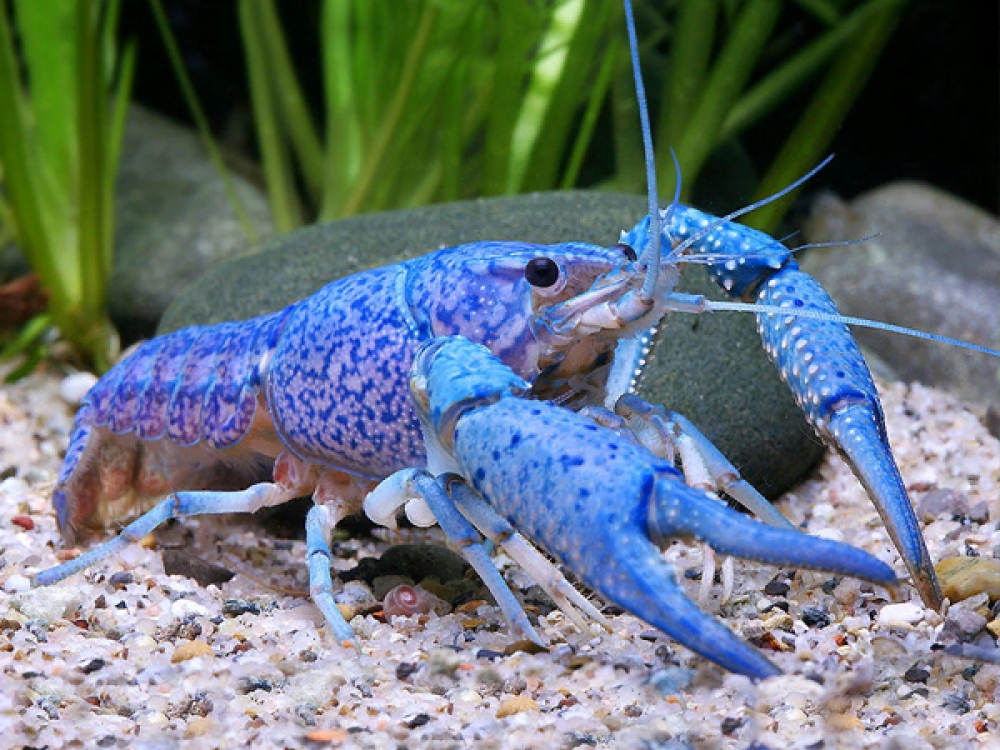 aquafooduk's tweet photo. Blue Crayfish
Price starts from 10.7 GBP
Tag a friend who would love this!
Buy one here---> https://t.co/ZVZdM2v0Oj
#alleni #blue #crayfish #procambarus
#killifish https://t.co/1YnTbSLZgd