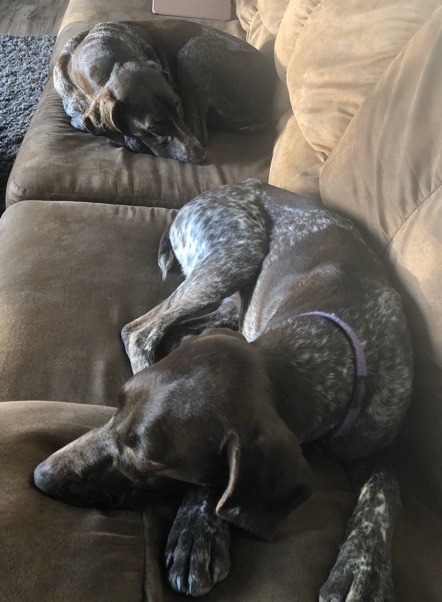 Rodneyolson23's tweet photo. Tough day chasing gophers all tuckered out #GSP https://t.co/LjYMApvfpl