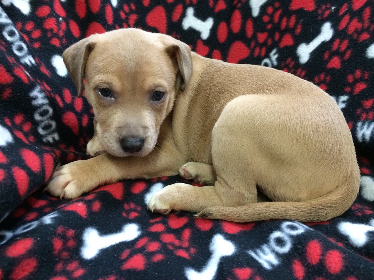 nyshelterpets's tweet photo. π Say hi to #WYNETTE now! #spca She would love a RT or two! #PetAdoption π https://t.co/h6GWiFBik1 https://t.co/TJjWmPdHUe
