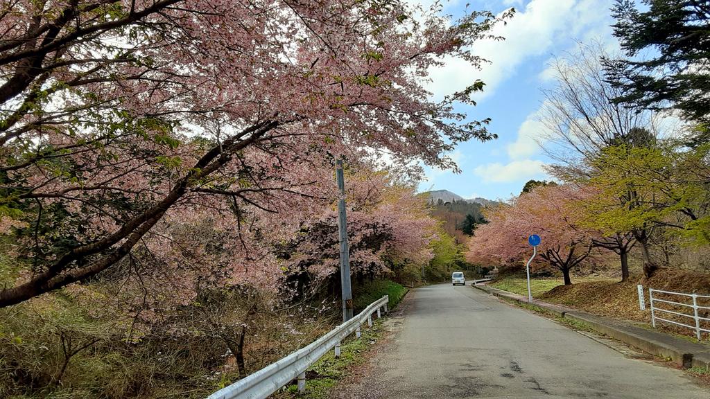 haramachi311's tweet photo. ピンクピンク
片倉の大漁桜
#南相馬においでよ
#福島撮影隊
#FUKSHIMA https://t.co/S4iIPQYc8t