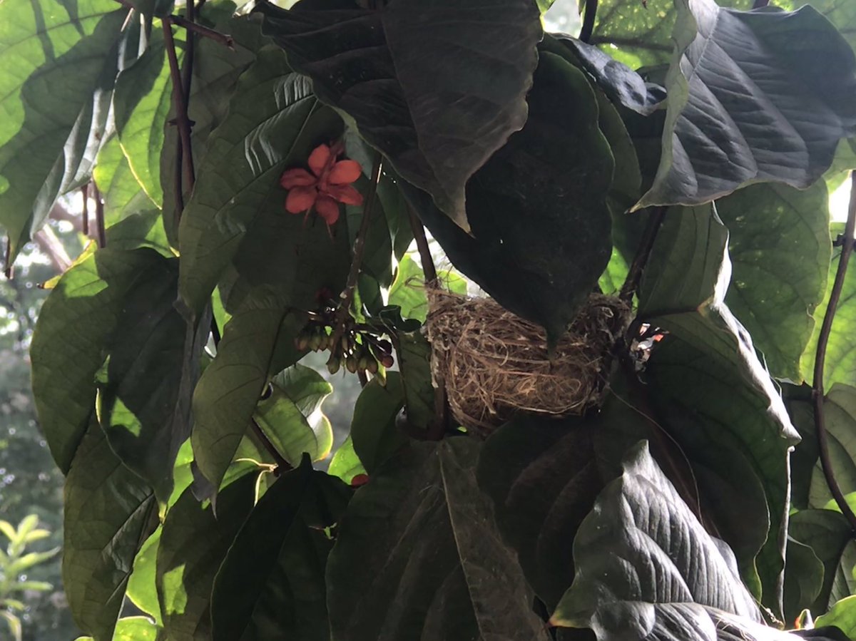 ”A little bird wants but a little nest.”A sweet discovery in our garden on Day 6 of  #Lockdown21. Stay safe! 