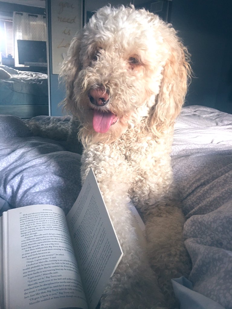 MarDemelo's tweet photo. Book Club members: 🙋🏼‍♀️ 🐕 
📖 choice of the week #manhood @terrycrews 
Maybe too soon for this boy. #dogsoftwitter #QuarantineLife https://t.co/AdfmhgsarO