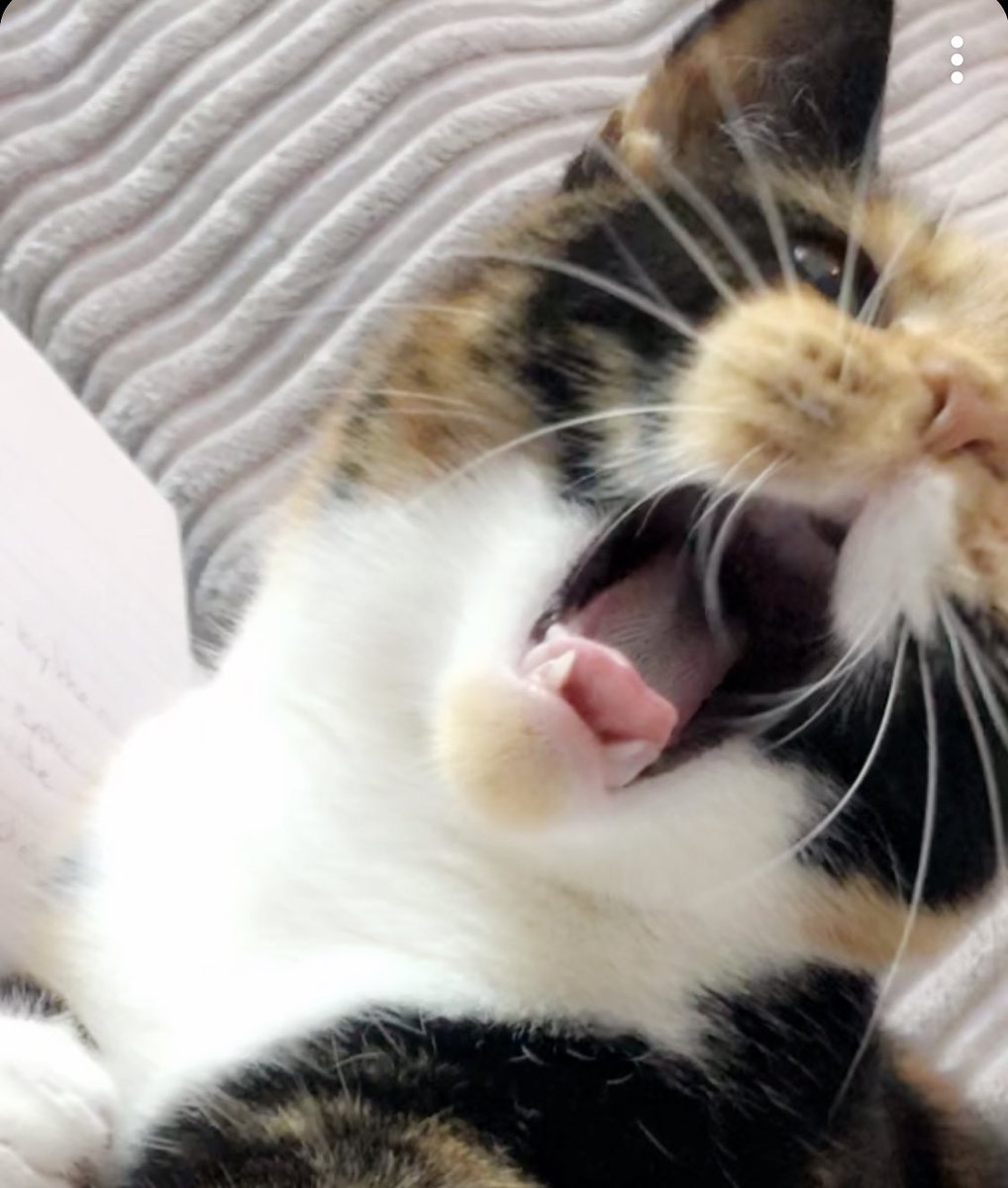 ObiRipley's tweet photo. When I yawn
Cats retreats
I am torn
Whether to hide my peets
I eat the lawn 
And lay on sheets
I eat the prawn
And then I tweets 😺

#CatsOfTwitter #StayAtHomeAndStaySafe #CatsOfTheQuarantine #Caturday #CalicoCrew #Cats #cat #kitten #kits #bored #yawn #sleep #poem https://t.co/OPkn8sV8aV