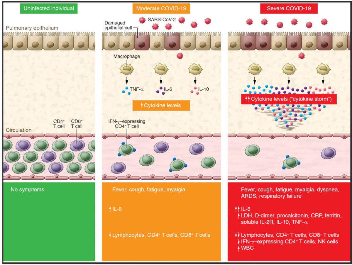 SARS-CoV-2: A Storm is Raging: Our Preview/Perspective for Chen on JCI: by day 8 after infection, it's cytokine storm and CD4/CD8 decrease that causes respiratory failure, not viral load. Agree w/ Stanley Perlman &  @VirusesImmunity  http://shorturl.at/frwxZ   http://shorturl.at/dJMN5 