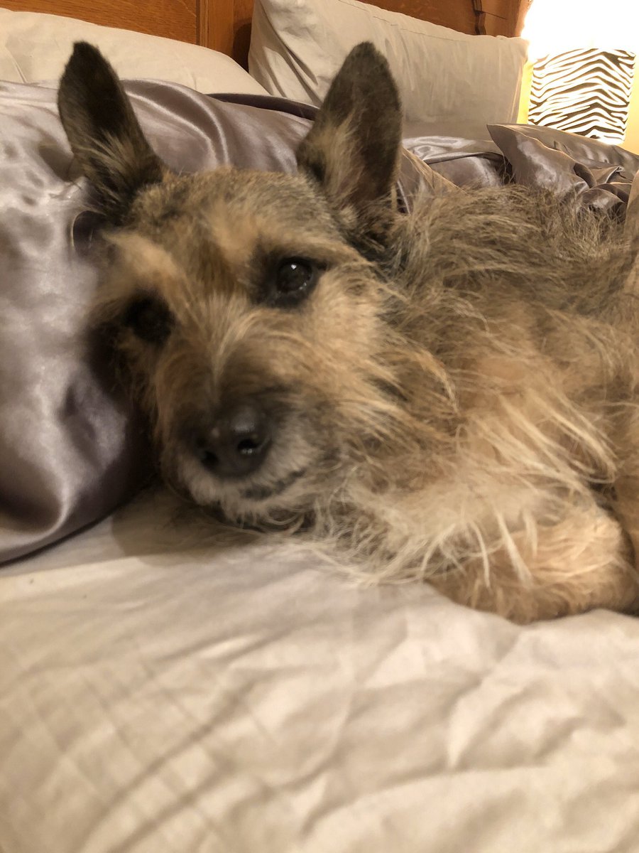 RVP2014's tweet photo. @ItsDaniCarr This is Howie. Happy his human dad is home so much, but doesn’t love when mom needs to use her pillow 🤷🏼‍♀️ https://t.co/lLgB9uxqKr