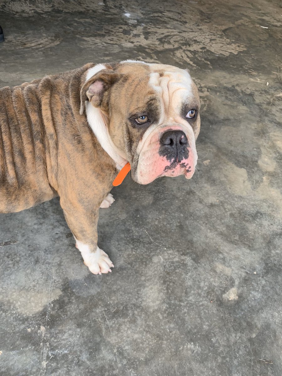 Snipez_28's tweet photo. Today I lost my best friend the one who went with me every where I went. The one that walked with me at night because I was as too scared to walk by my self. The one that made me feel safe and listened to me when no one too. I wish I could fill up that water bowl one more time.😔 https://t.co/weqkVlevXF