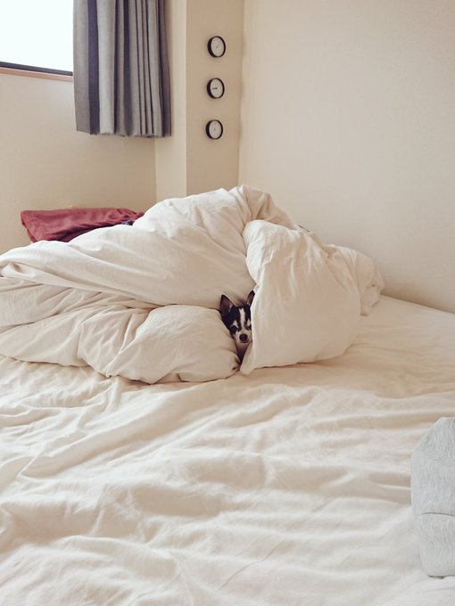 「ベッドの上 枕」のTwitter画像/イラスト(古い順)