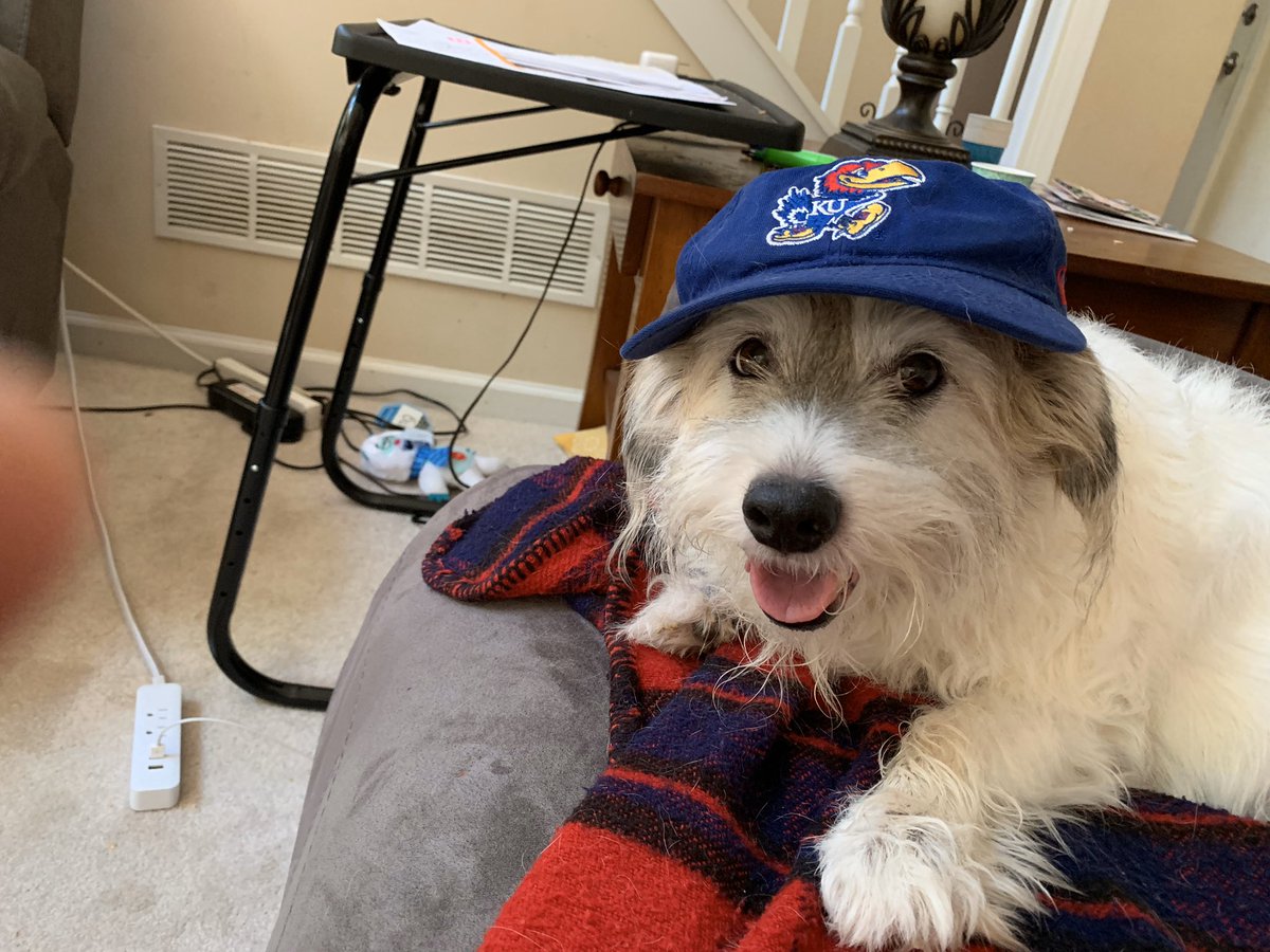 HowardPJayhawk's tweet photo. @KUHoops The best KU pup! #RockChalk https://t.co/ELQo7XyRmd