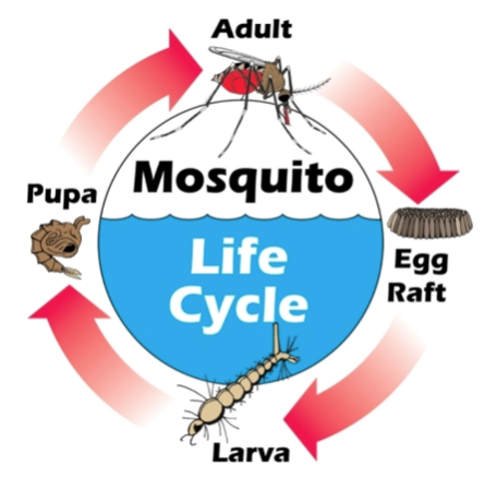 SYMVCD's tweet photo. This diagram exhibits how mosquitoes need water to survive. Drain any standing water around your home to prevent mosquitoes!
#symvcd #saccounty #yolocounty https://t.co/lJofCNtW5A