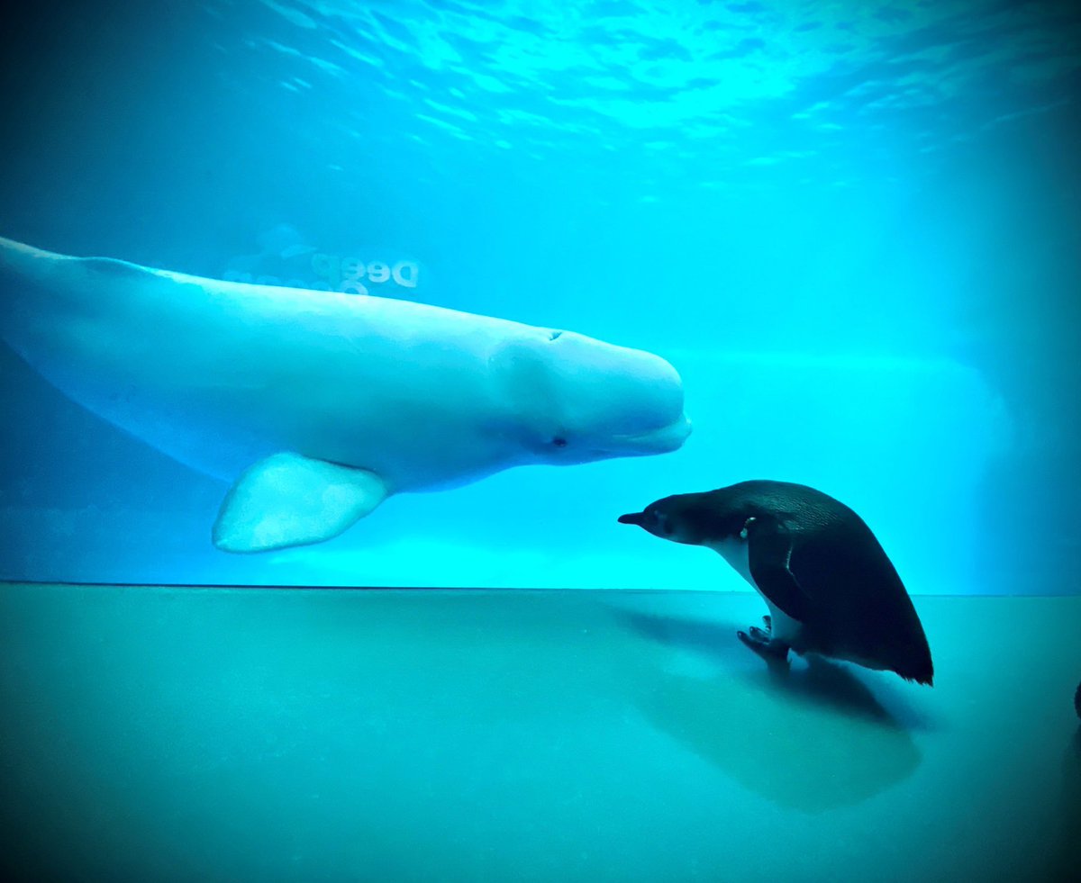 Visiting <a href="/shedd_aquarium/">Shedd Aquarium</a> was a weekly ritual. We had no money and sometimes the museum was free so we could go and sit and watch them swim. Really, it’s one of the most serene and inspiring places in Chicago.