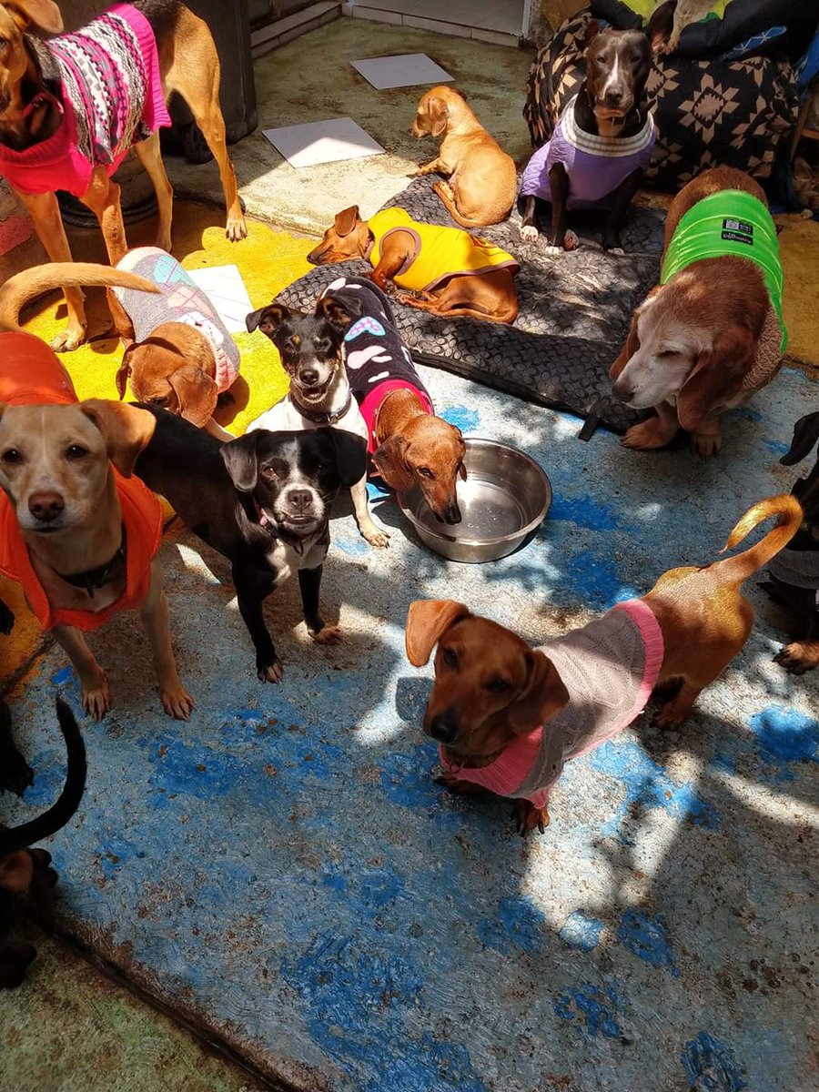 EscuadronSalchi's tweet image. Seguimos con la escasez de agua, está vez ya no tenemos en reserva pues no llega con presión y no se llenan nuestros tinacos, lavamos espacios de nuestra manada 3 veces al día, tenemos perros discapacitados que requieren bañarse a diario.
No podemos vivir sin agua AYUDA