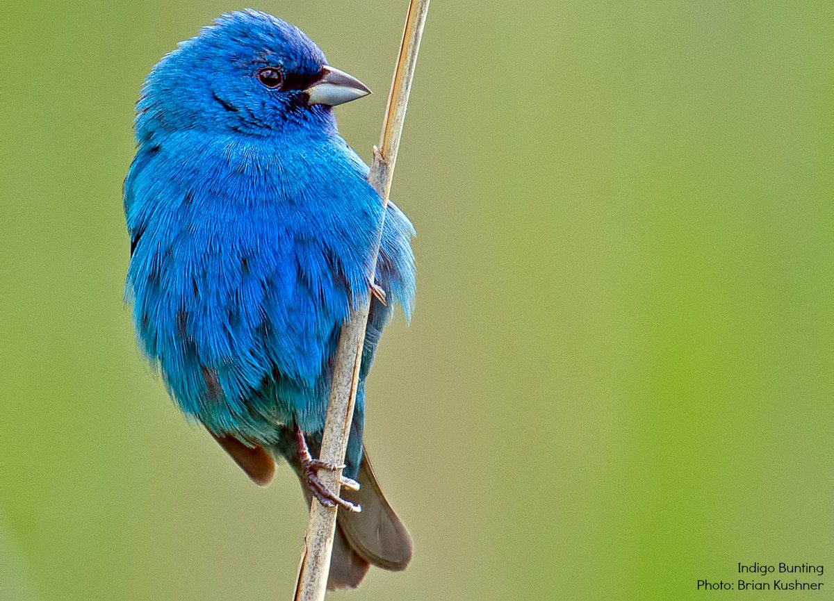 audubonsociety's tweet photo. Indigo Buntings are long-distance migrants—they fly about 1,200 miles each way between their breeding grounds and wintering areas. https://t.co/2A91TwkG9O https://t.co/CXd0gPGvQA