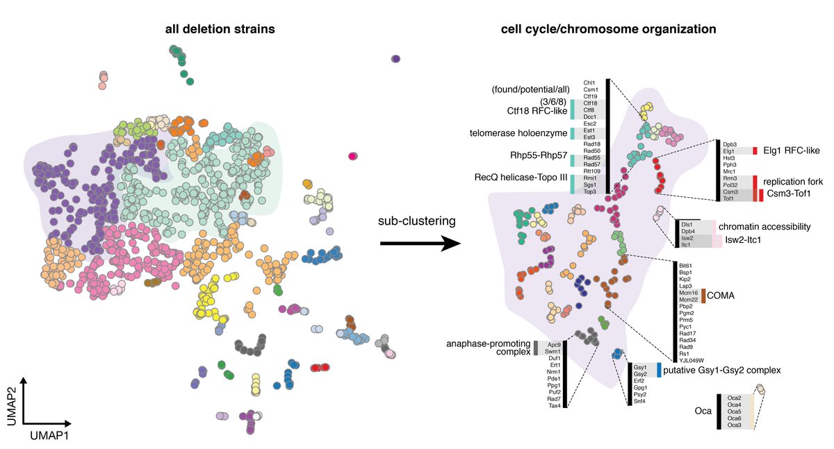 Happy to report that our paper on using UMAP to analyze many mutants is now out in Nature Communications nature.com/articles/s4146…; we used UMAP to group transcriptomes of >1000 single-gene deletions of yeast and were able to group pathways, protein complexes, and interactions.