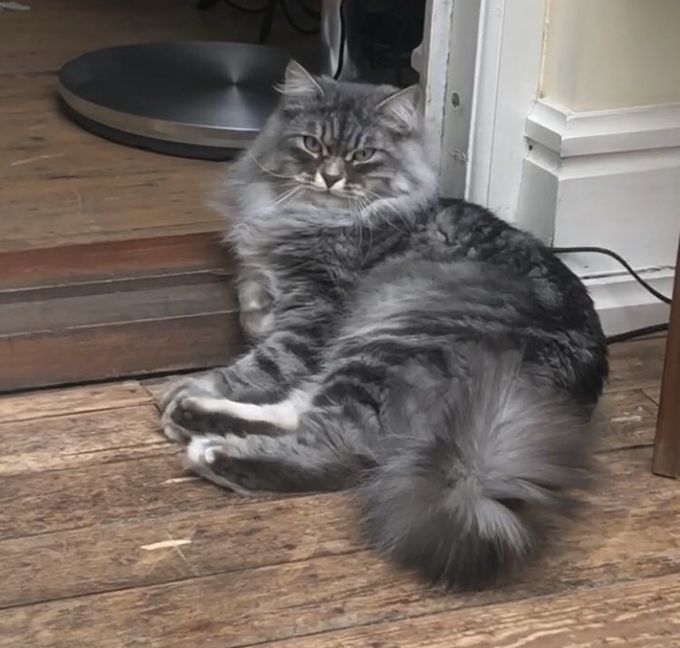 shellyeatshells's tweet image. Why does my cat find things to lean on and then look at you like a fuckboi waiting for his whisky on the rocks from the hotel bartender, and thinking you look like a fine appetiser?