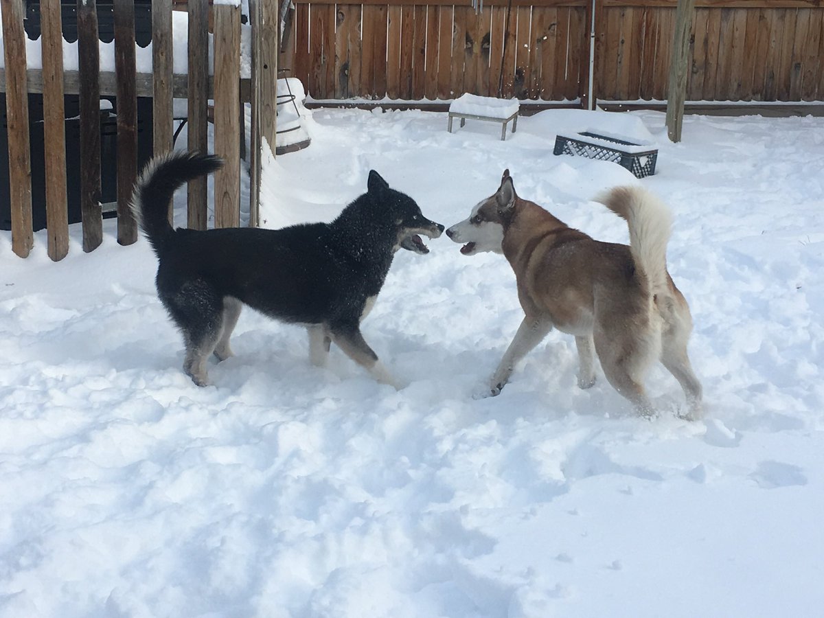 tenacity_4's tweet photo. @KDVR ❄️ #SnowDogs ❄️🐕🐾🐾🐾 https://t.co/oMGpa32SDt