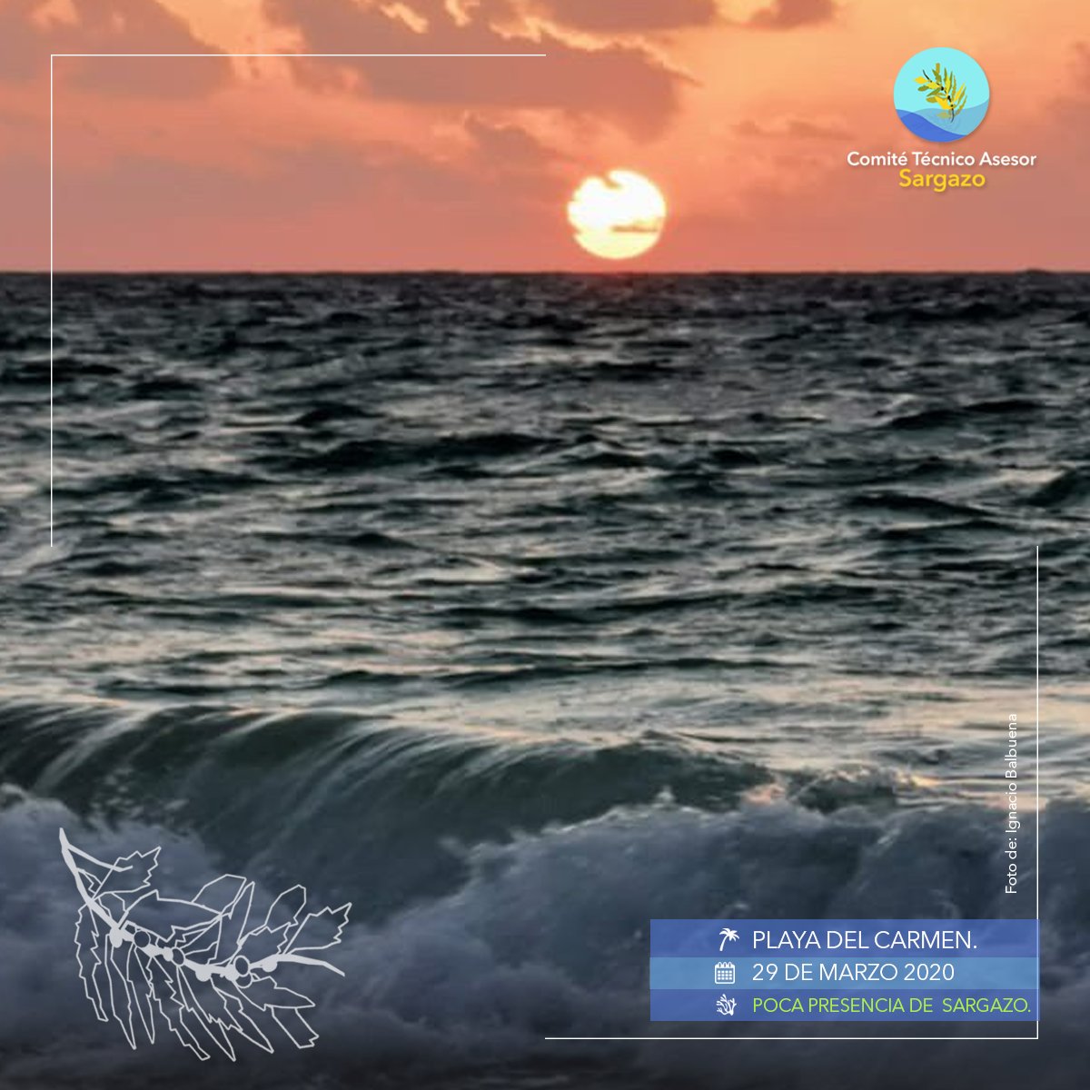 CTASargazo's tweet photo. #ReportePlayas 
Te compartimos el reporte del día.  #PlayasLimpias 🏝📷 29/marzo/2020. #QuédateEnCasa https://t.co/2L2heFTJEr