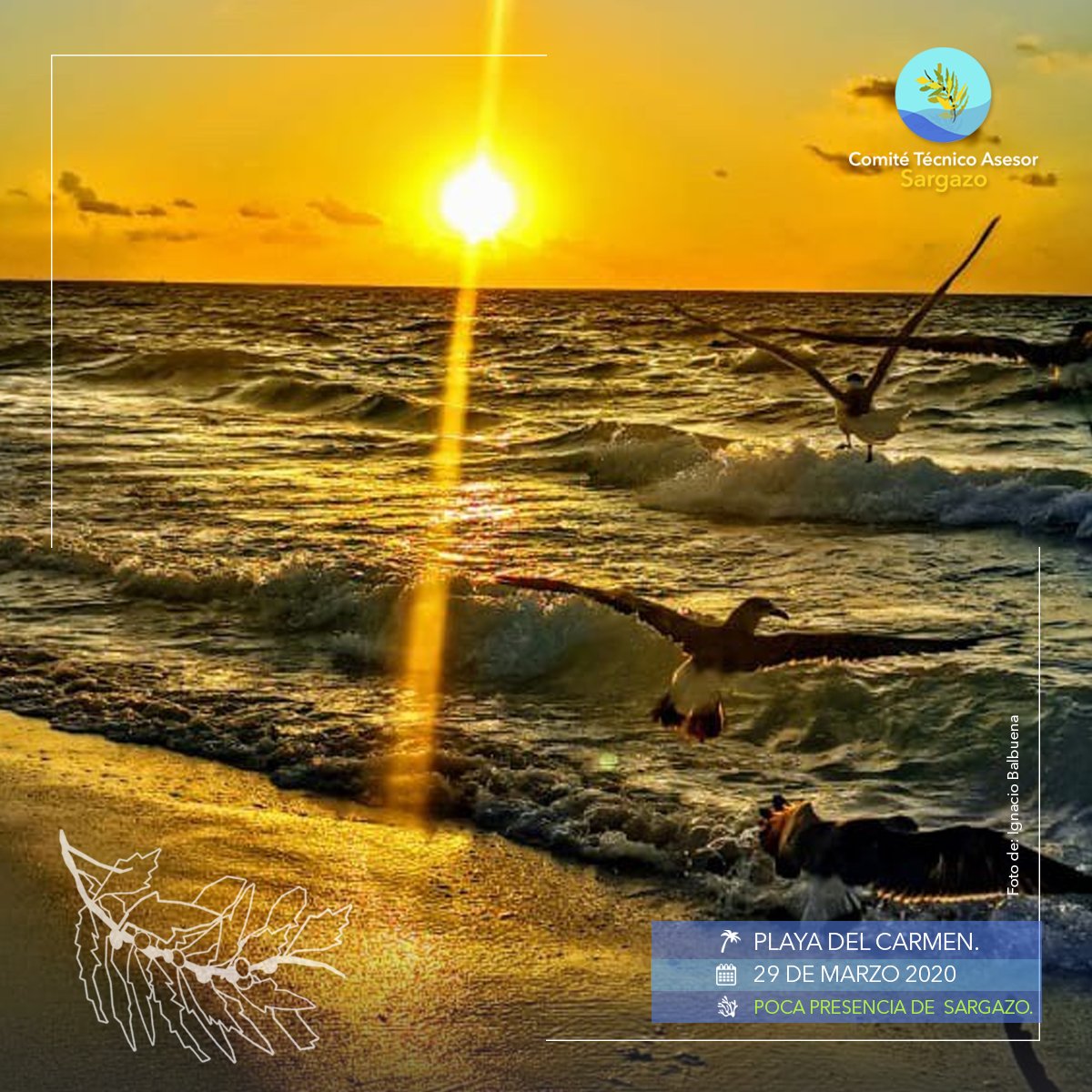 CTASargazo's tweet photo. #ReportePlayas 
Te compartimos el reporte del día.  #PlayasLimpias 🏝📷 29/marzo/2020. #QuédateEnCasa https://t.co/2L2heFTJEr
