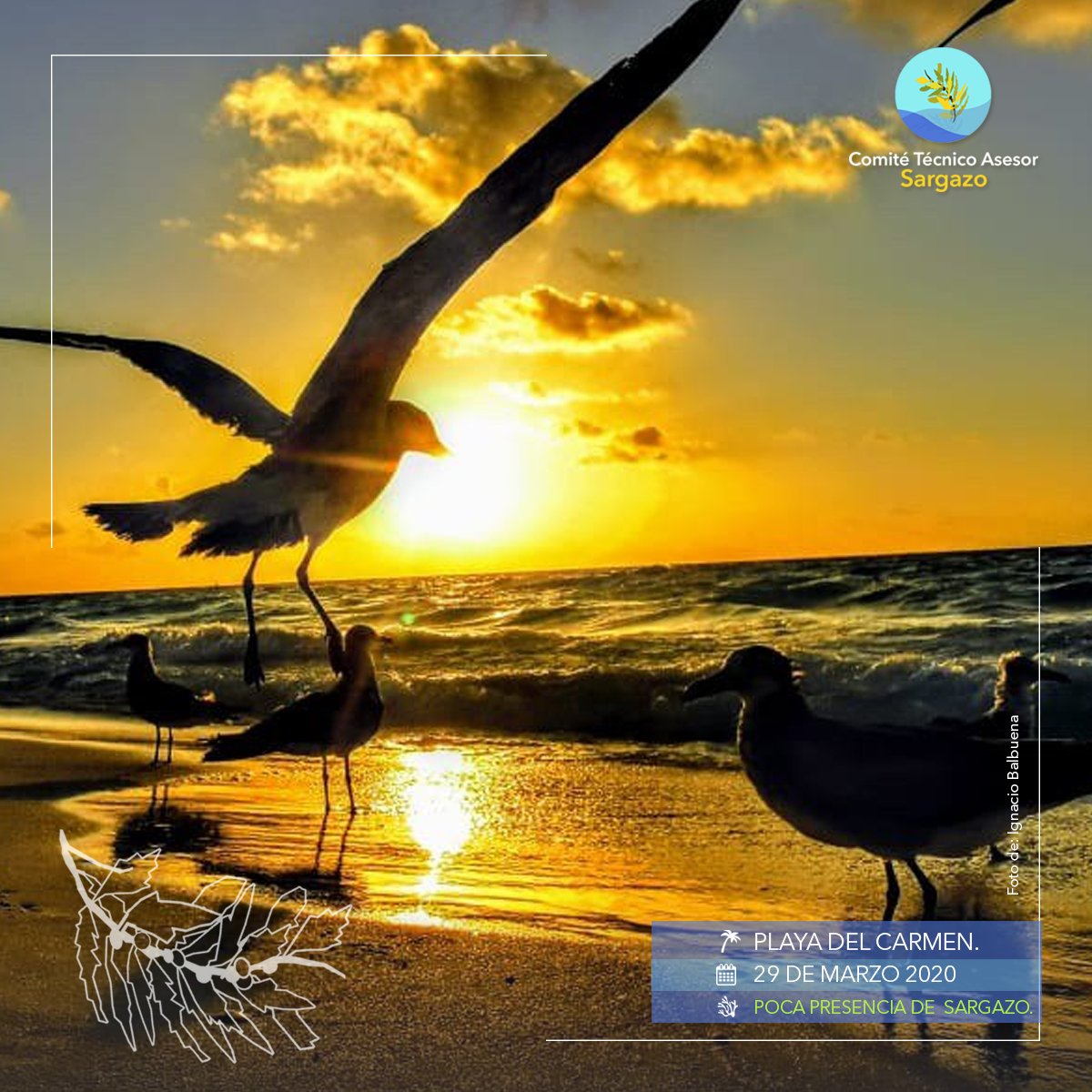 CTASargazo's tweet photo. #ReportePlayas 
Te compartimos el reporte del día.  #PlayasLimpias 🏝📷 29/marzo/2020. #QuédateEnCasa https://t.co/2L2heFTJEr