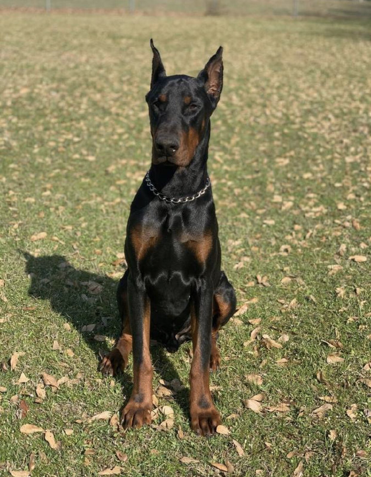 تويتر Rie Diculous على تويتر ドーベルマン子犬を飼いました お父さんカッコいい T Co Xwkaruap9d