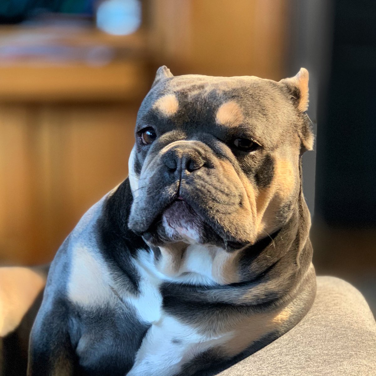 TShepple's tweet photo. Sunday (it is Sunday right?) session of chair portraits. #cannonthedog #soserious  #sundaystyle #microbully https://t.co/VlD5uP2uvb