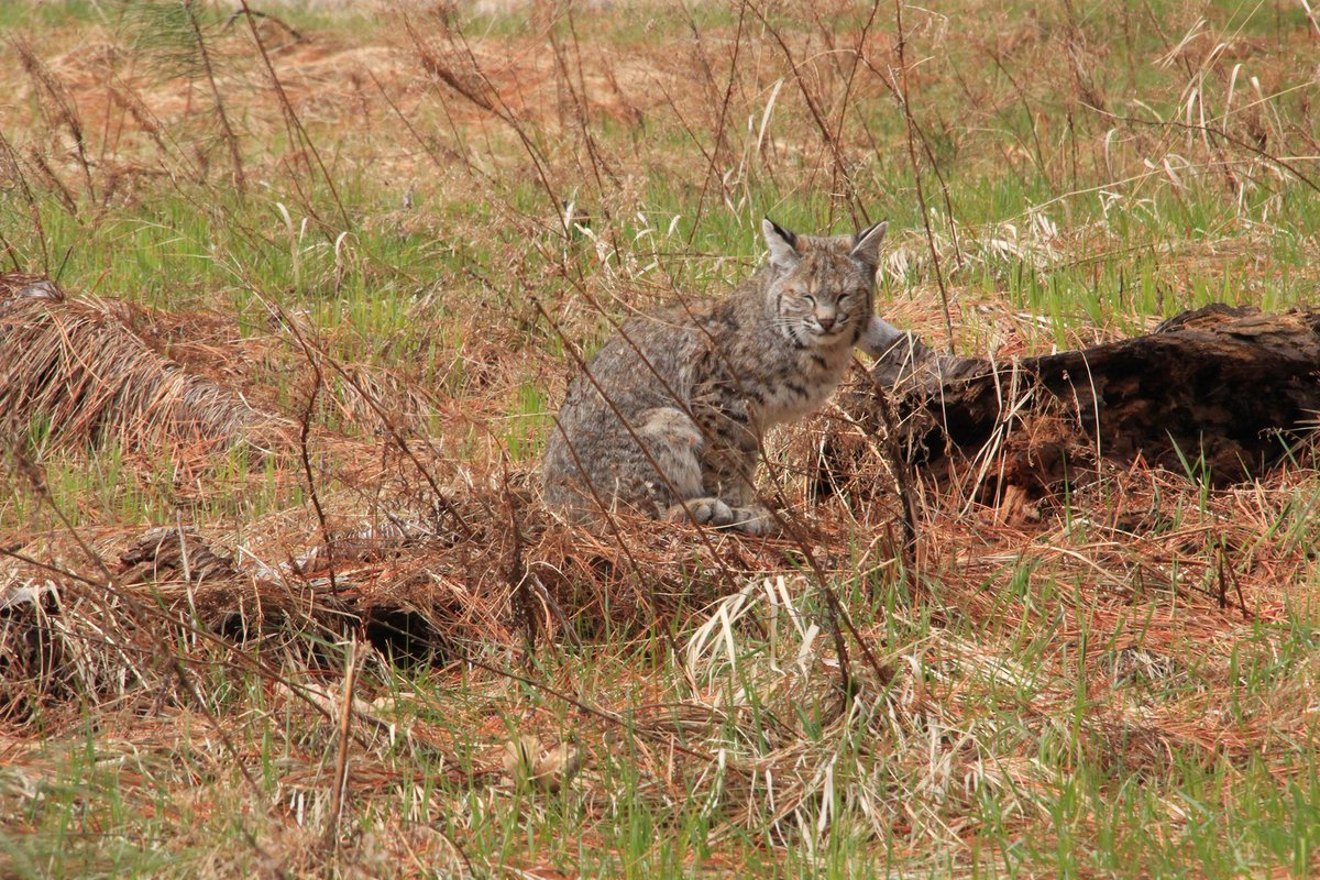 Yosemite National Park tweet media