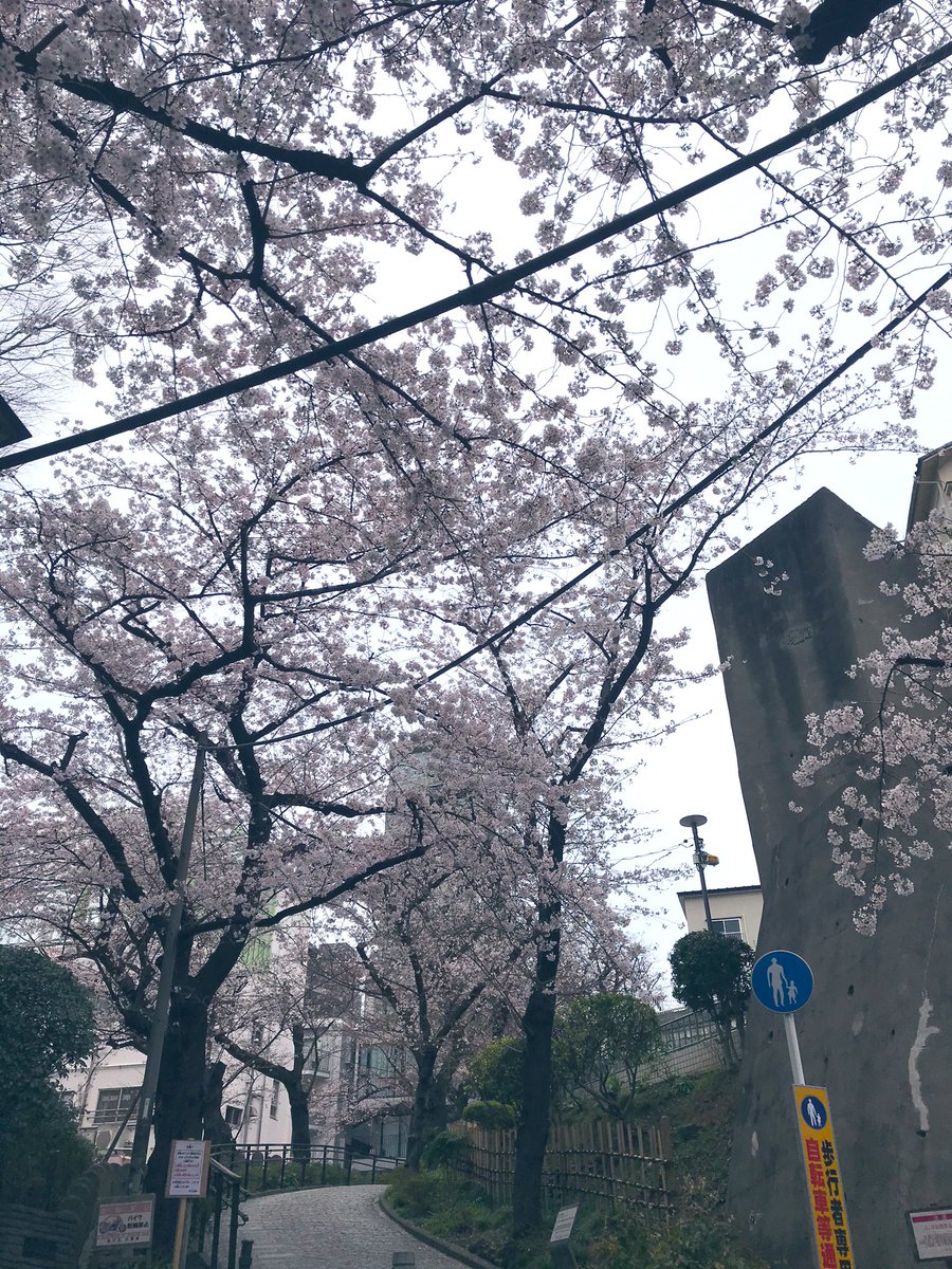 ちょっと前に撮った写真。
今ある悪いニュースを一瞬忘れるぐらい綺麗な桜やった。