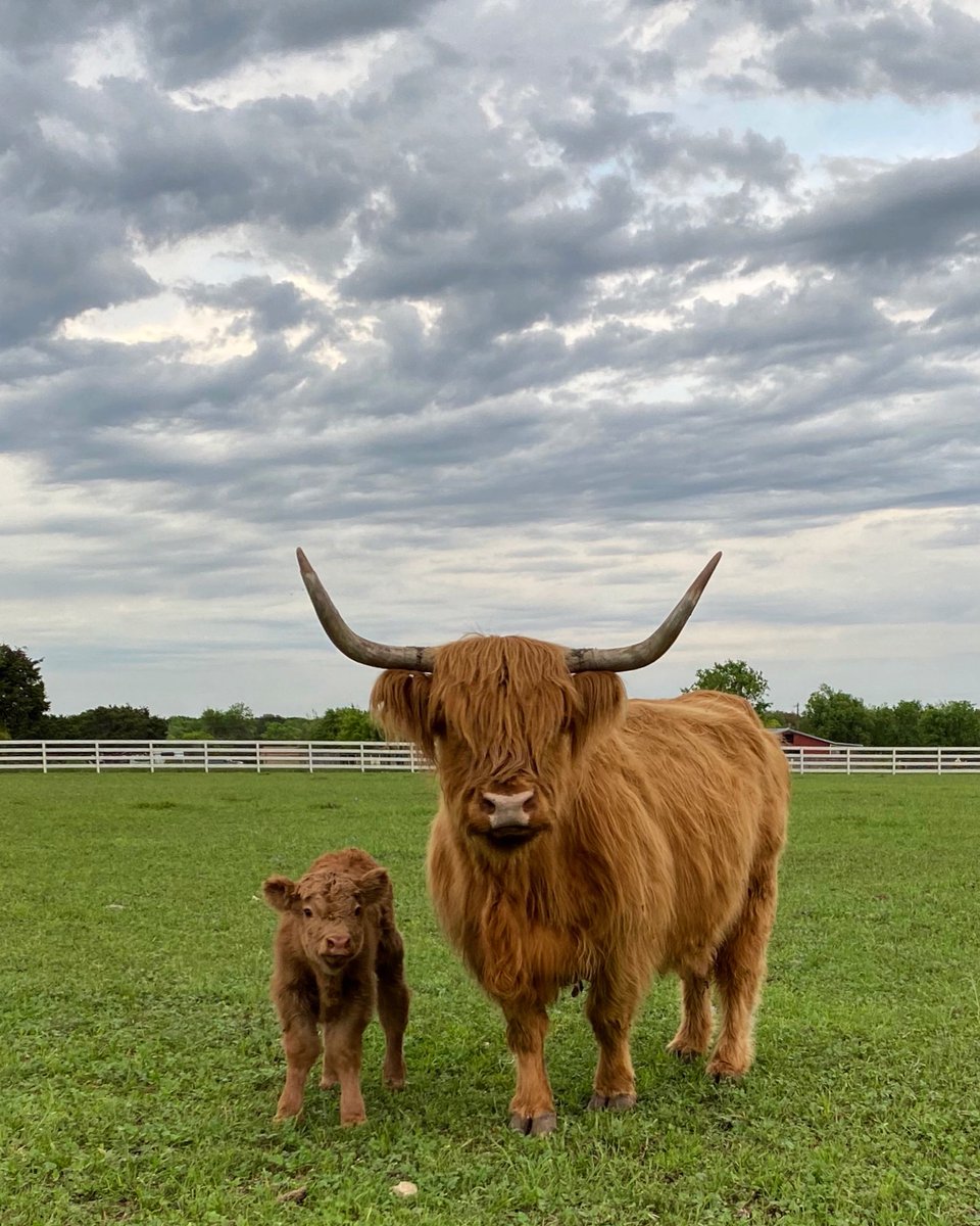 chipgaines's tweet photo. Sweet new life on the farm. Puts things into perspective. https://t.co/3SflF5Gv7m