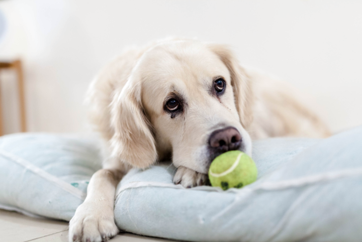 PuppifyM's tweet photo. ¿Tú te entretienes fácilmente, y tú amigo?🐾🐾🐶

Nos gusta que nos sorprendan con regalos, verdad?, pues tu mejor amigo también esta esperando que lo sorprendas, en Puppify tenemos variedad de juguetes para que mantengas a tu mejor amigo sorprendido.🥰 https://t.co/NXnWLxboaX