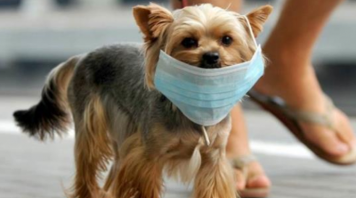 PuppifyM's tweet photo. ¿Alguna vez te has enfermado? 😷😷

No siempre sabemos cuando le pasa algo a nuestro mejor amigo pero, cuidemos como se lo merecen de la misma forma que nos cuidamos a nosotros. 🐶🐱 https://t.co/cqZSj96vtE