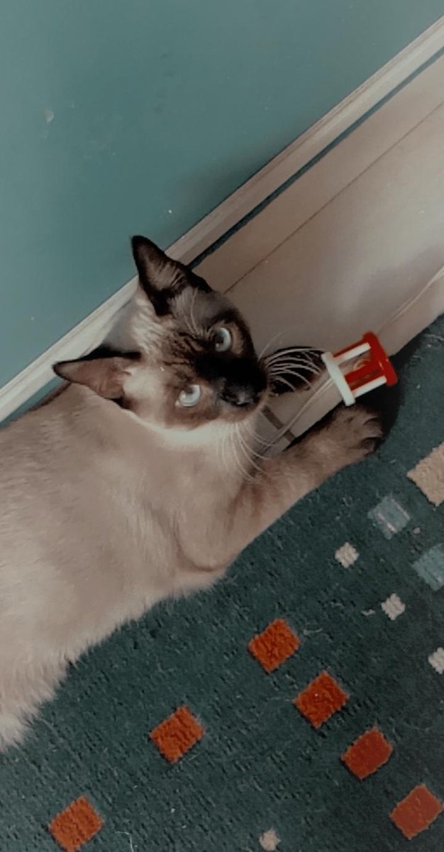 httpsraven's tweet photo. Ah... esse é o Salem mas minha mãe chama ele de fidido .
Meu gatito de Chernobyl 🐱
#petwards https://t.co/hUvdLBuAWF