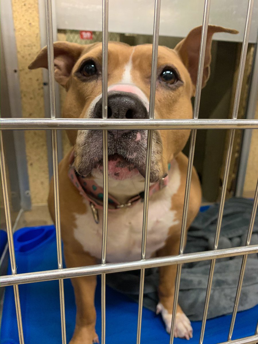 adopt_storm_ny's tweet photo. The weekend is over, and I’m still here at day number 1,308. Lexi needs a solo pet &amp; quiet adult home. Takes time to warm up to new people. Longest resident at the Town of Hempstead Animal Shelter, NY. Email: adoption@tohmail.org #LongIsland https://t.co/ZzYcHtMdfz